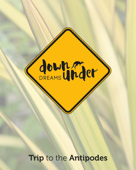 Down Under Dreams